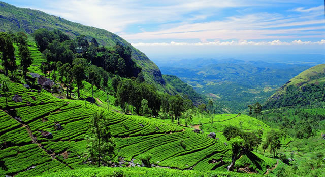 Nuwara Eliya Sri Lanka