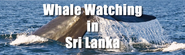Sri Lanka East Coast Whale Watching