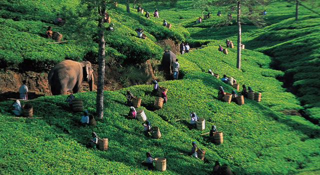 Lanka Tea Trail Tour