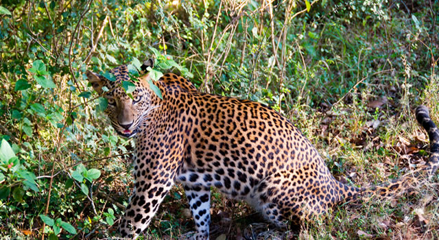 Yala Sri Lanka